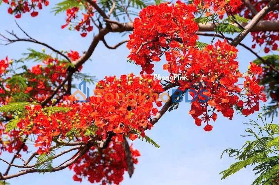 Đất Mặt Tiền Đường Thành Tô - Tràng Cát 187m² - Kinh Doanh Sầm Uất