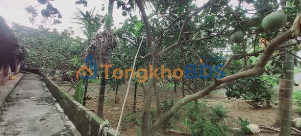 Bán Đất 1000m² Mặt Tiền 30m Xã Nam Phương Tiến, Chương Mỹ - Sẵn Sàng Xây Dựng