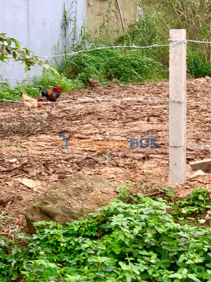 Bán Gấp Đất Mặt Đường Nhựa 81m² Tại Chiêm Hóa, Tuyên Quang - Giá 1.3 Tỷ