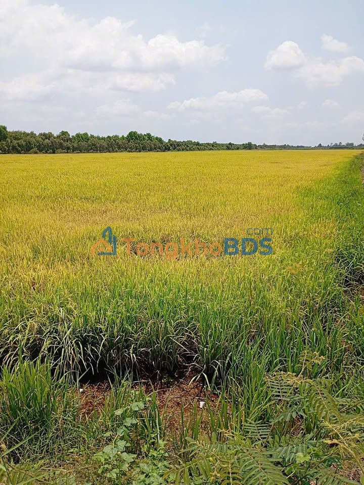 Bán Gấp 50 Công Đất Vườn Long An - Sẵn Sàng Đầu Tư Sinh Lời!