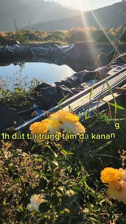 Đất Farm 6500m² Đam Rông, Lâm Đồng - View Săn Mây, Cà Phê Đẹp