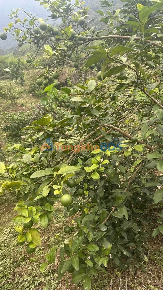 Bán Gấp 1ha Đất Vườn Cây Lâu Năm Tỉnh Tuyên Quang - Sẵn Sàng An Cư