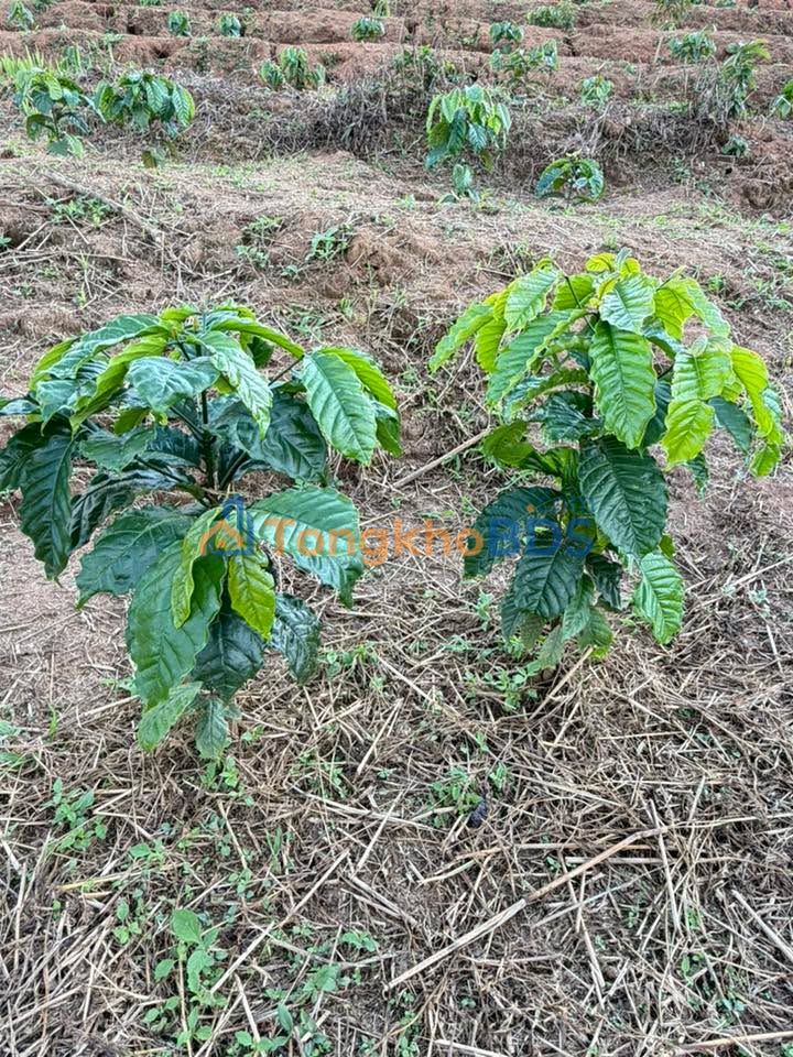 Bán Gấp Farm Cà Phê 7.6ha Mặt Đường Kon Plông - Tiềm Năng Đầu Tư Vượt Trội