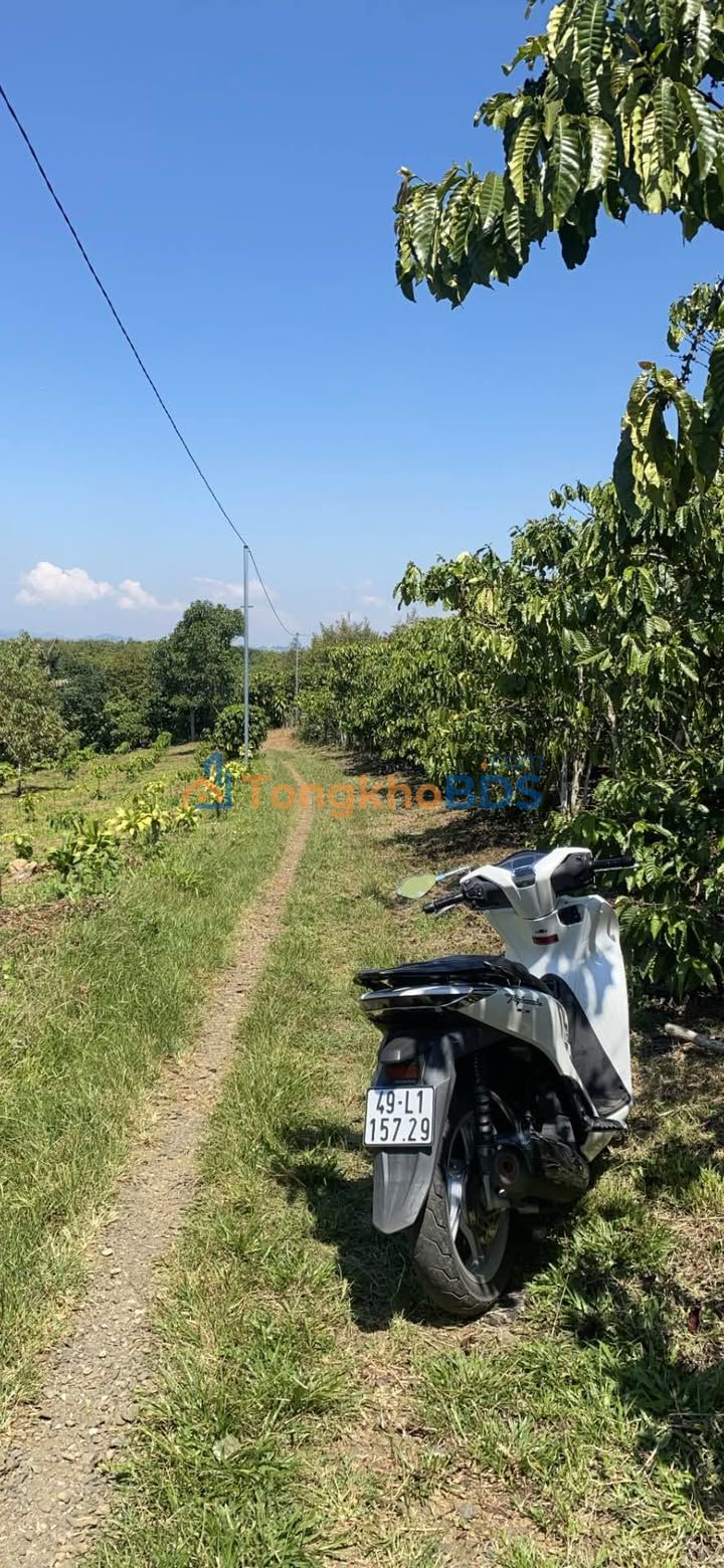 Bán Gấp Đất Vườn 3100m² Tân Lạc, Bảo Lâm - Mặt Tiền 70m Giá 1.65 Tỷ