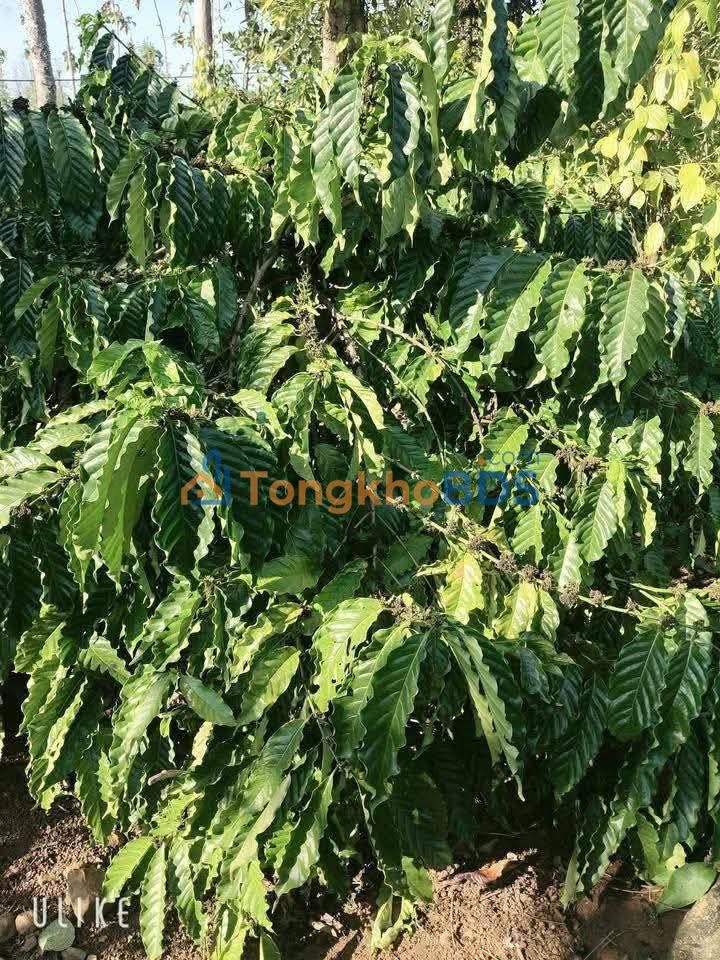 Đất Farm 5.4ha Ea Mroh (Chư Prông, Gia Lai) - Thu nhập ổn định, tiềm năng sinh lời cao