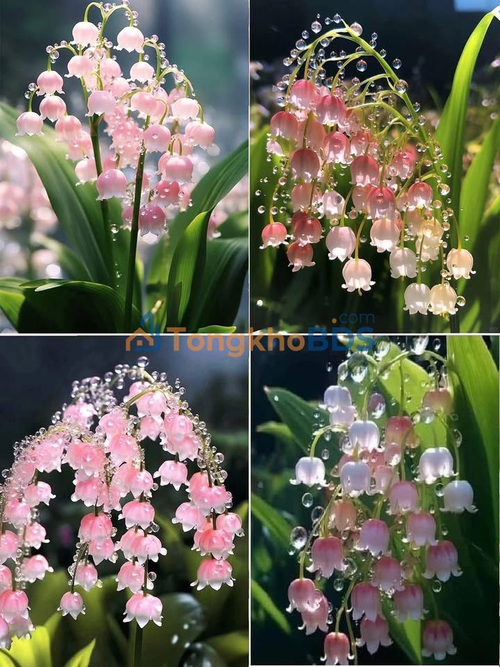 Đất nền Quang Trung Nam Định 2.055m² 6 tỷ - Sổ đỏ chính chủ