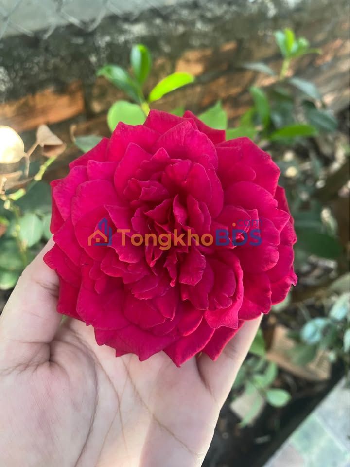 Nhà riêng Phú Hòa Định Quán 250m² 1,08 tỷ - Chính chủ bán gấp