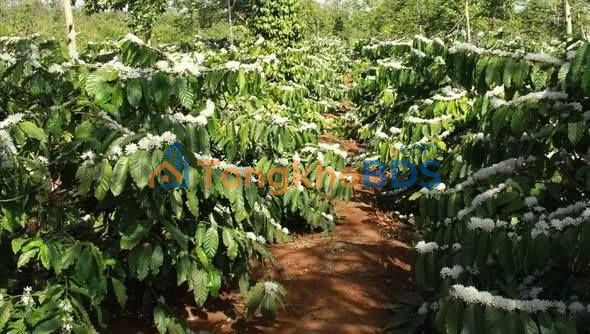 Đất Nền Buôn Ma Thuột 4 Sào - Giá Tốt, 6 Sổ Hồng Riêng