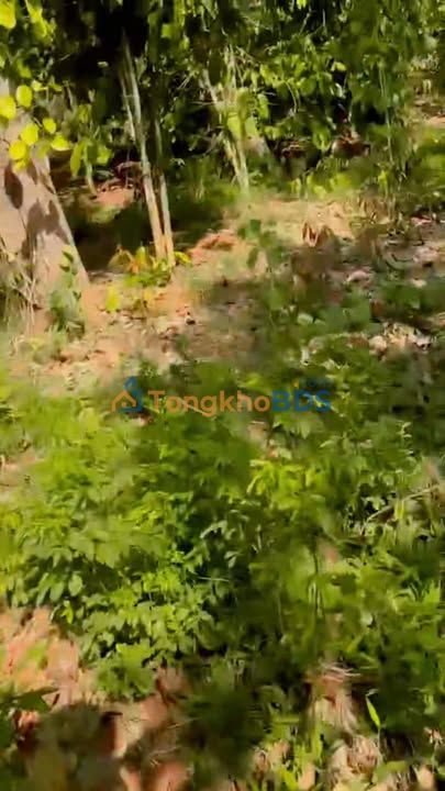 Bán Gấp Đất 13.000m² Quảng Thành, Châu Đức - Sổ Đỏ Sẵn Sàng