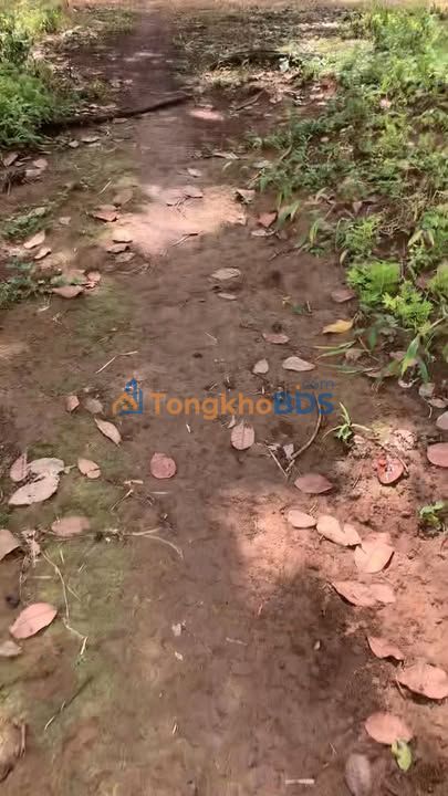 Bán Đất Vườn 3.7ha Mặt Tiền Lớn Tại Phú Riềng, Bình Phước - Giá Đầu Tư 1.5 Tỷ/ha