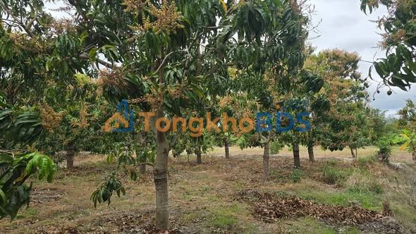 Đất Vườn Cam Lâm 716.9m² Sổ Đỏ Rõ Ràng - Giá Đầu Tư 295 Triệu