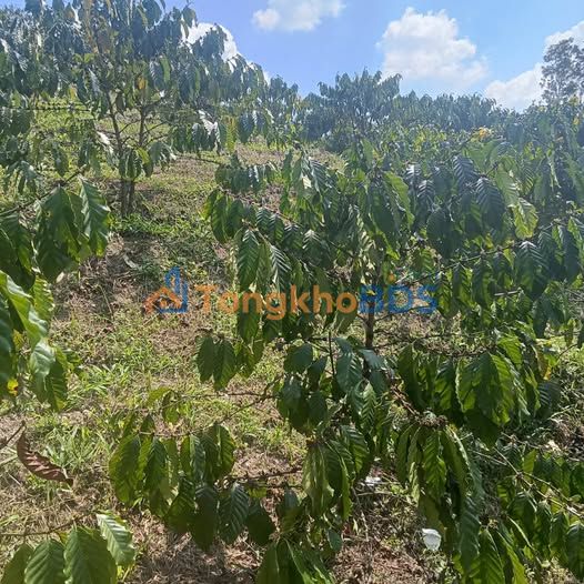 Bán đất 6 sào Lộc Phú, Lâm Đồng - Vườn cà phê VIP giá chỉ 700 triệu