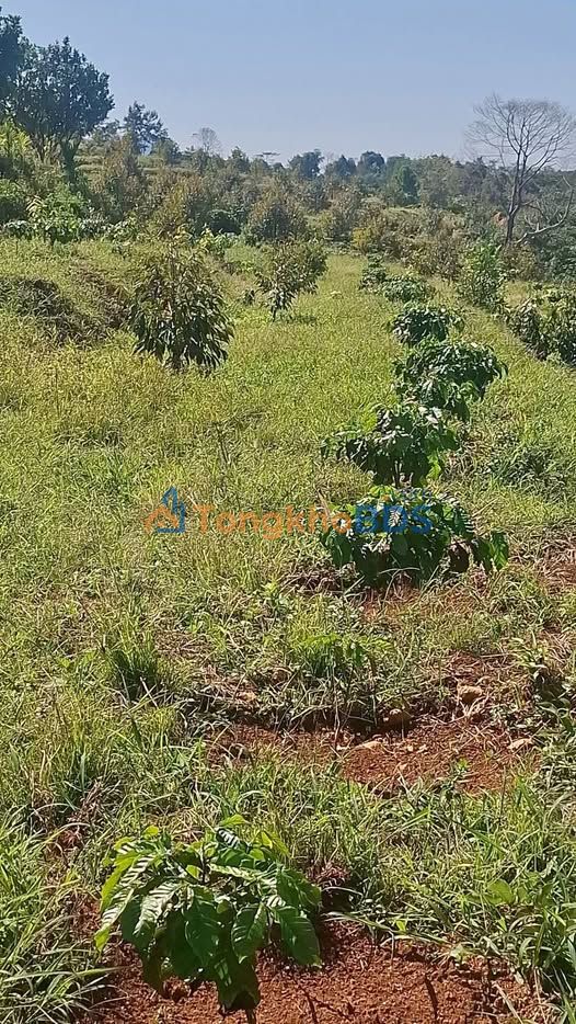 Bán Đất Vườn 1.5ha Xã Lộc Bắc, Lâm Đồng - Sổ Hồng Sẵn Sàng