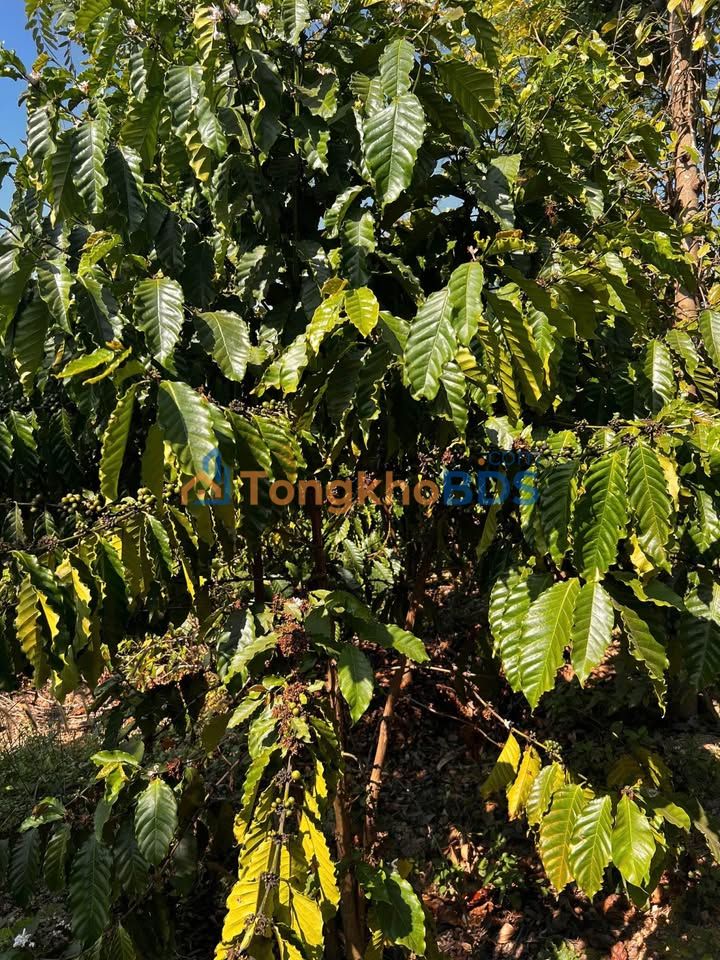 Farm 10.000m² Đắk Nông – Kinh doanh ổn định, giá 2.5 tỷ