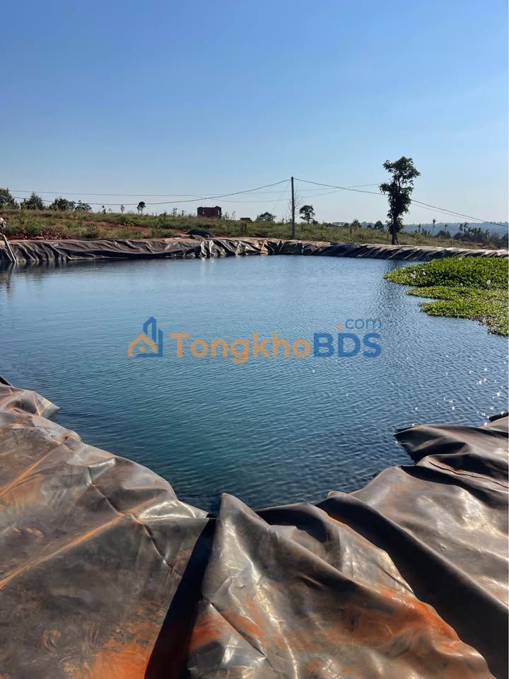 Bán Gấp Farm 4ha Đất Đỏ Cưm'gar, Đắk Lắk - Sẵn Sàng Chăm Trồng