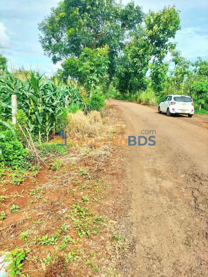 Đất Vườn Đắk Lắk - 215m² Mặt Tiền Đường Nhựa 479 Triệu