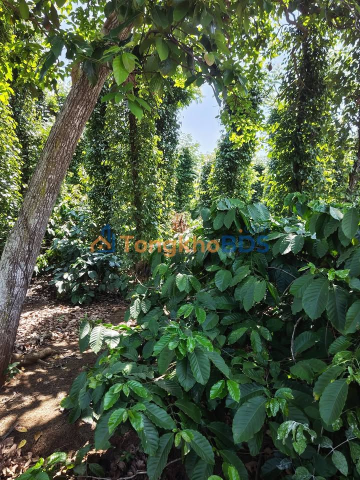 Đất Vườn Tiêu Sầu Riêng 4ha Thu Nhập Khủng Tại Buôn Tơng Ju, Đắk Lắk