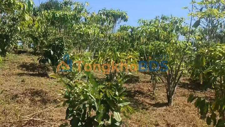 Đất Vườn Lộc Ngãi, Bảo Lâm 4200m² - Sổ Đỏ Sẵn Sàng, Giá Đầu Tư 1.7 Tỷ