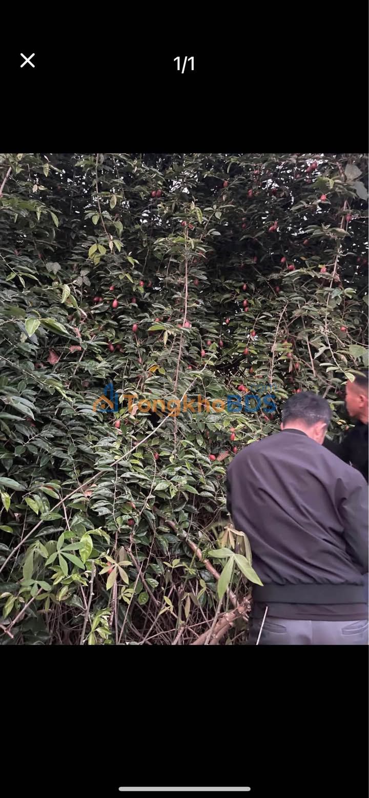 Đất Mặt Tiền Tỉnh Lộ 326 Hạ Long - 412m² Giá Tốt