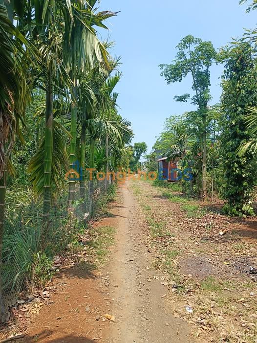 Đất Vườn Đắk Lắk 1008m² - Sẵn Sổ, Đường Xe Tải Vào Tận Nơi