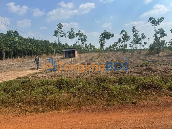 Farm Minh Lap Chơn Thành 3ha 11 tỷ - Đường to ô tô