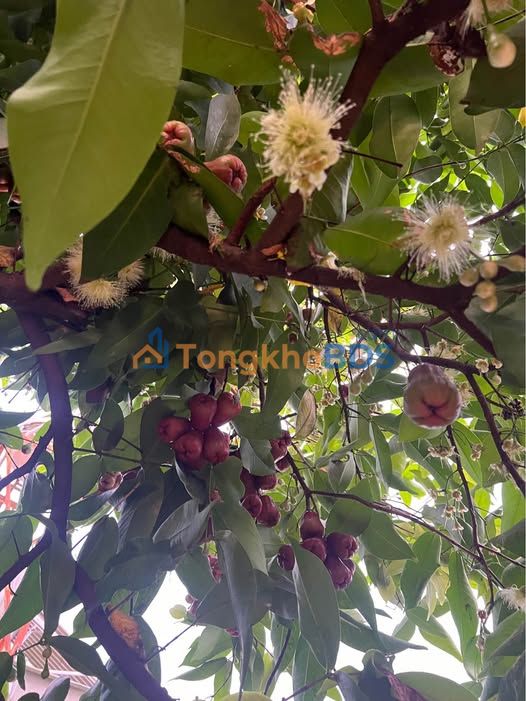 Nhà Mái Thái Kiên Cố Đồng Xoài - DT 2640m² - Hơn 2 Tỷ