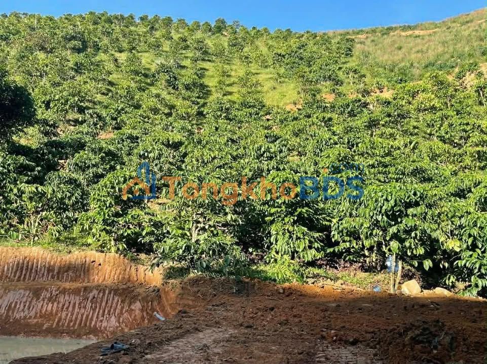 Bán Đất Vườn Lâm Đồng 10900m² Giá 820 Triệu - Đón Đầu Tiềm Năng