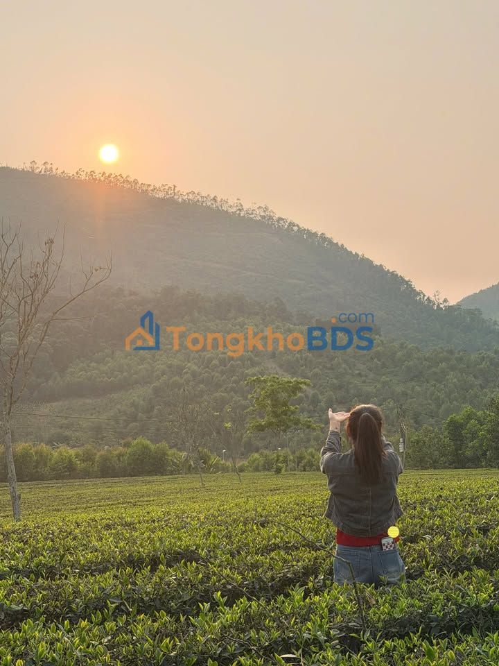 Đất nền 381m² Gia Lâm - View đồi chè MiLa, giá nhỉnh tỷ