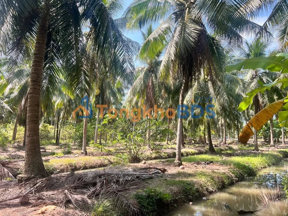 Bán Gấp 3ha Đất Vườn Dừa Vĩnh Long - Sổ Đỏ Sẵn Sàng