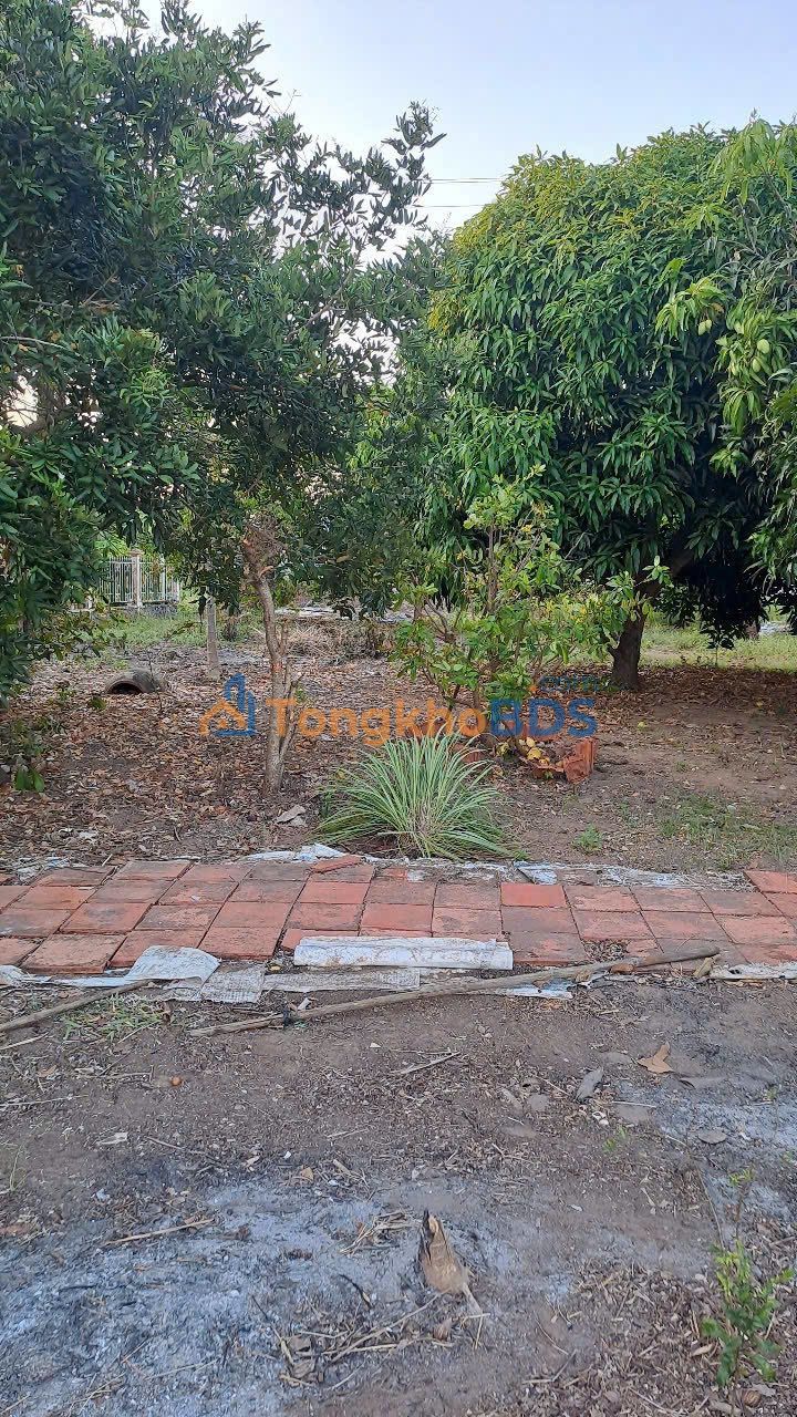 Bán Đất Mặt Tiền QL57B Bến Tre 1008m² - Kinh Doanh Đa Ngành Nghề