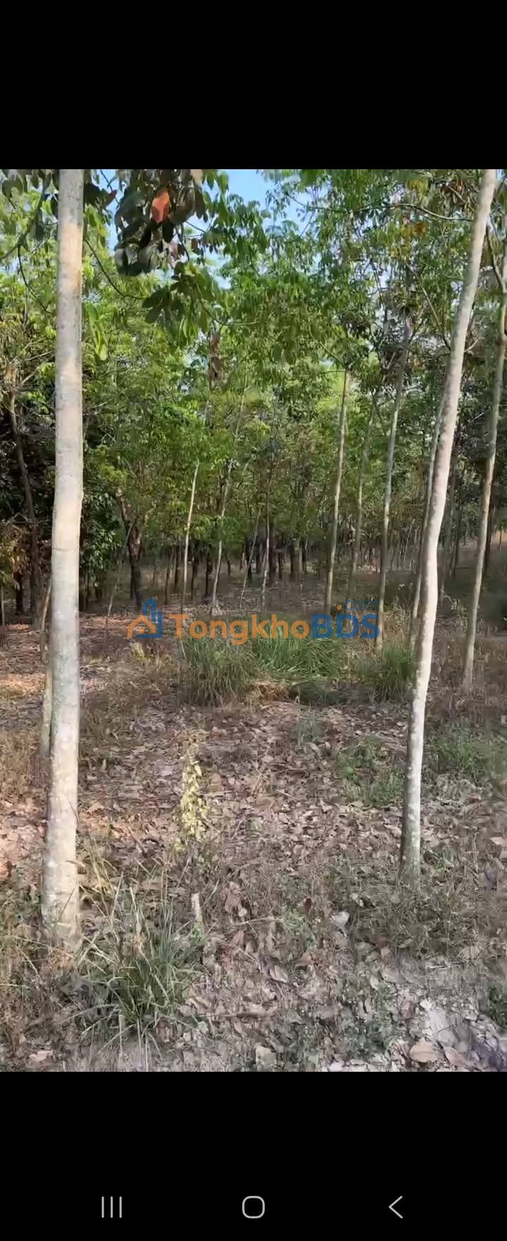 Đất Vườn Tây Ninh 15000m² Mặt Tiền Nhựa - Giá F0 1.6 Tỷ