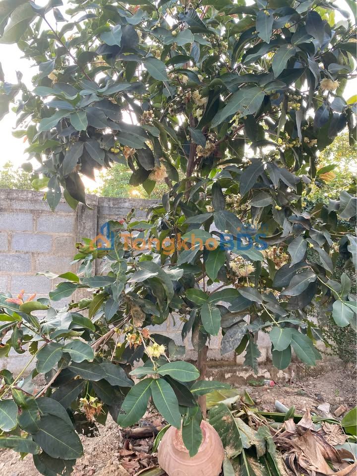 Đất nền Diên Khánh 535m² - Sổ đỏ thổ cư, giá 680 triệu - Sẵn sàng xây nhà