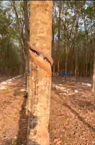 Bán Đất Vườn Phú Giáo 20400m² - Mặt Tiền 7m, Xe Công Chạy Thoải Mái