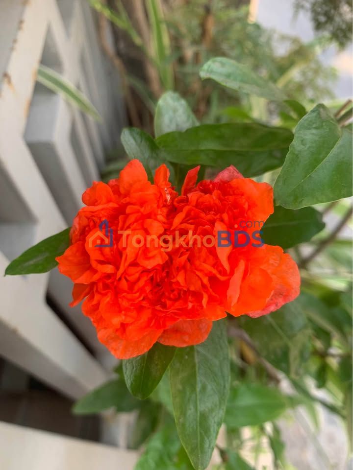 Đất Vàng 65.3m² Tặng Nhà Cấp 4 Mặt Tiền Đường 8m Chân Cầu Hoàng Gia