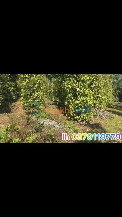 Đất Nền Tuy Đức Đắk Nông 2ha Sổ Hồng - Tiềm Năng Phân Lô Vượt Trội