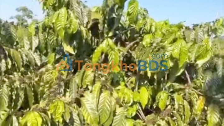 Bán Gấp Đất Vàng 18720m² Xã Thuận Hạnh, Đắk Song - Giá 1.5 Tỷ