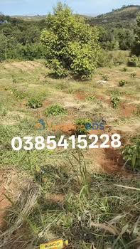 Bán Đất Vườn Đắk Nông 7200m² Giá 450 Triệu - Oto Tận Nơi