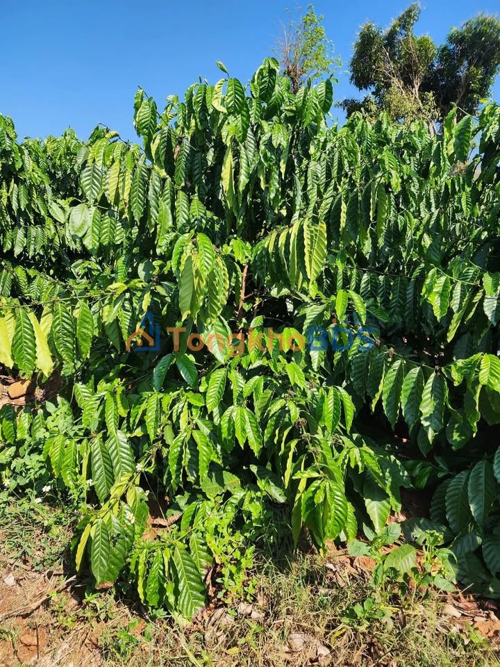 Bán đất rẫy cà phê, tiêu Đắk Mil 360m² - Giá 700 triệu