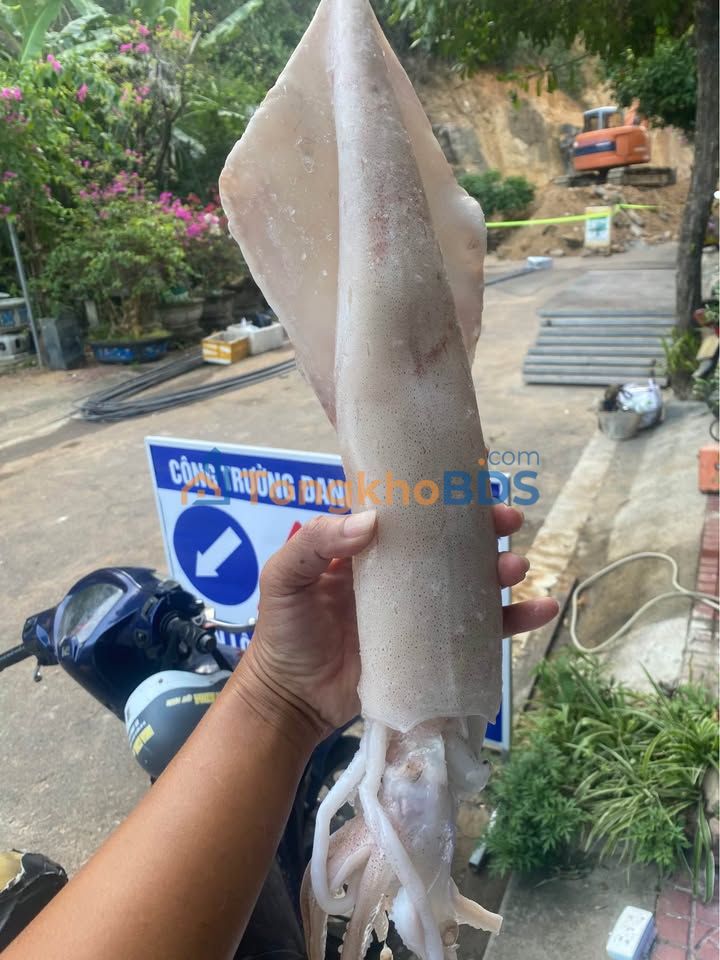 Nhà Nguyên Căn Mặt Tiền Lô Góc Nguyễn Thái Học, Quy Nhơn - 60 Triệu/Tháng