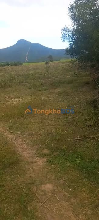 Cho thuê 3ha đất farm Sơn Phước, Phú Yên - Giá tốt 24 triệu/tháng