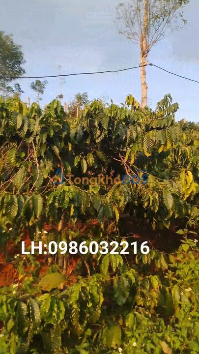 Bán gấp farm 1.8ha full cà phê Đắk Nông - Thu 7 tấn nhân, giá 3.2 tỷ