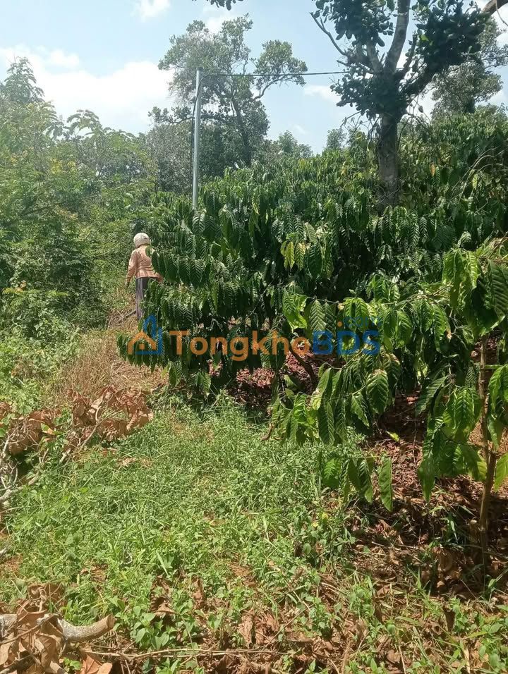 Bán Gấp 13.000m² Đất Vườn Đắk Wer, Đắk Nông - Sẵn Nguồn Nước & Điện 3 Pha