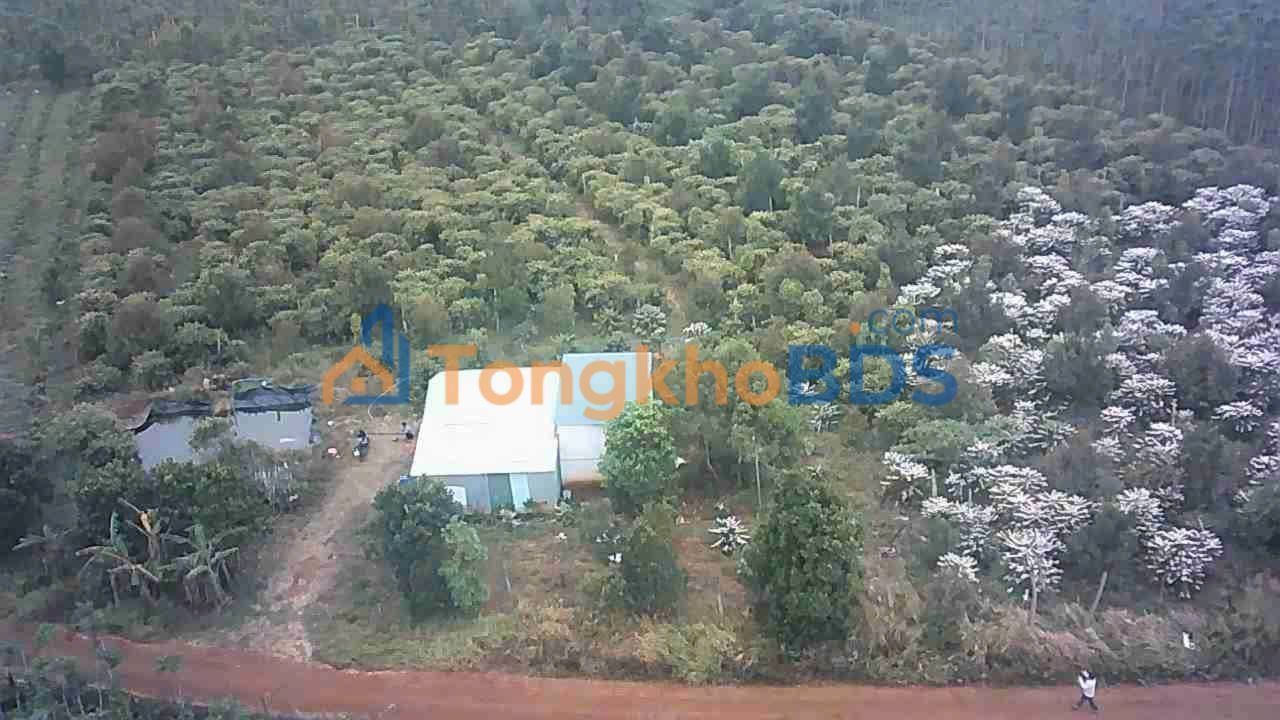 Bán Đất Nền 10.000m² Đắk Nông - Giá 2 Tỷ, Sẵn Sàng Đầu Tư