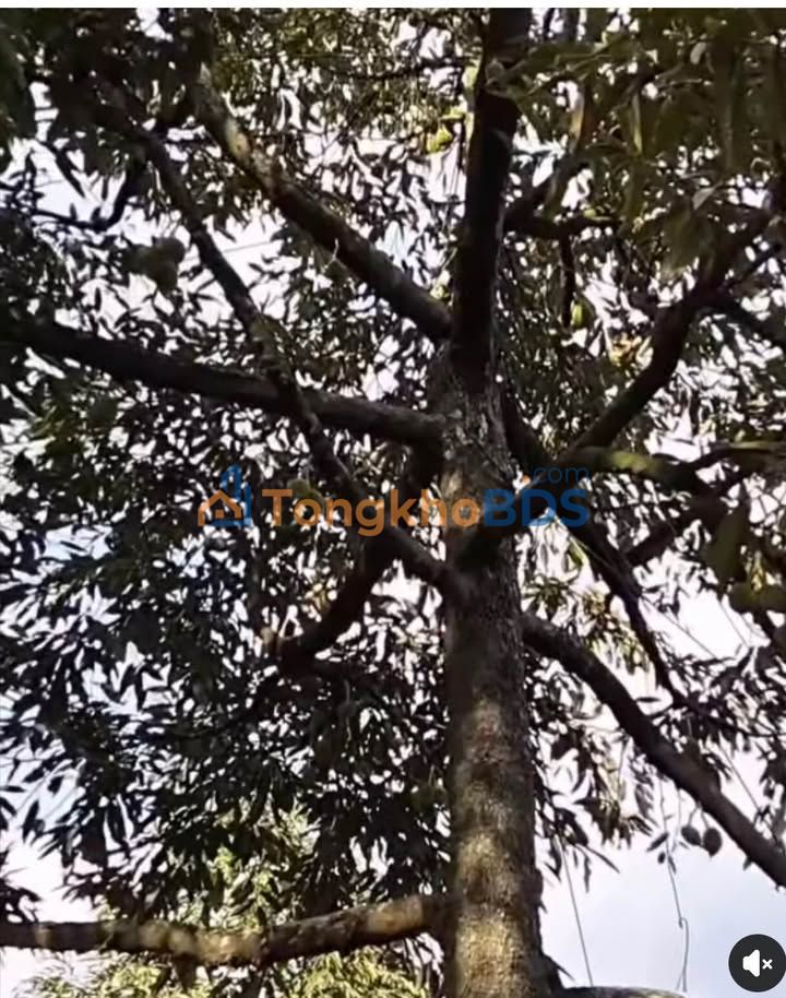 Bán đất vườn 1000m² Phú Thạnh, TP.HCM - 750 Triệu, Cây ăn trái xum xuê