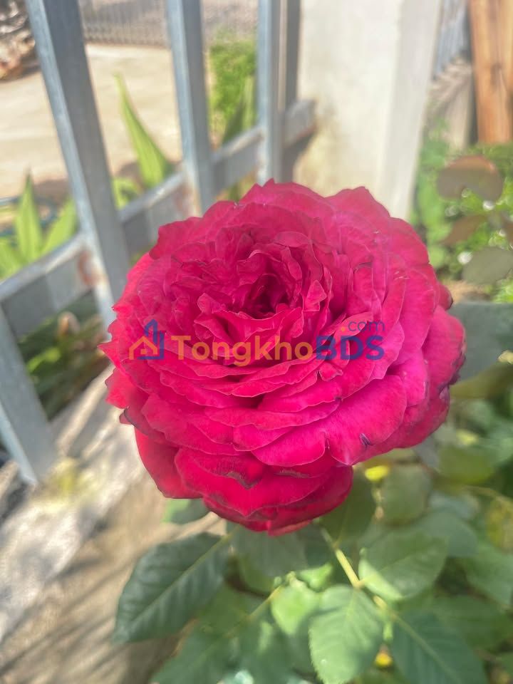 Đất Nông Nghiệp 1400m² Mặt Tiền Hẻm Chính Trương Định, An Khê - Giá Tốt