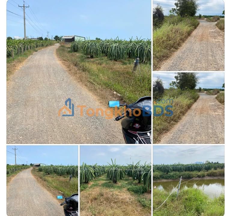 Bán Gấp Vườn Thanh Long 3 Sào – Hàm Kiệm, Bình Thuận – 900 Triệu