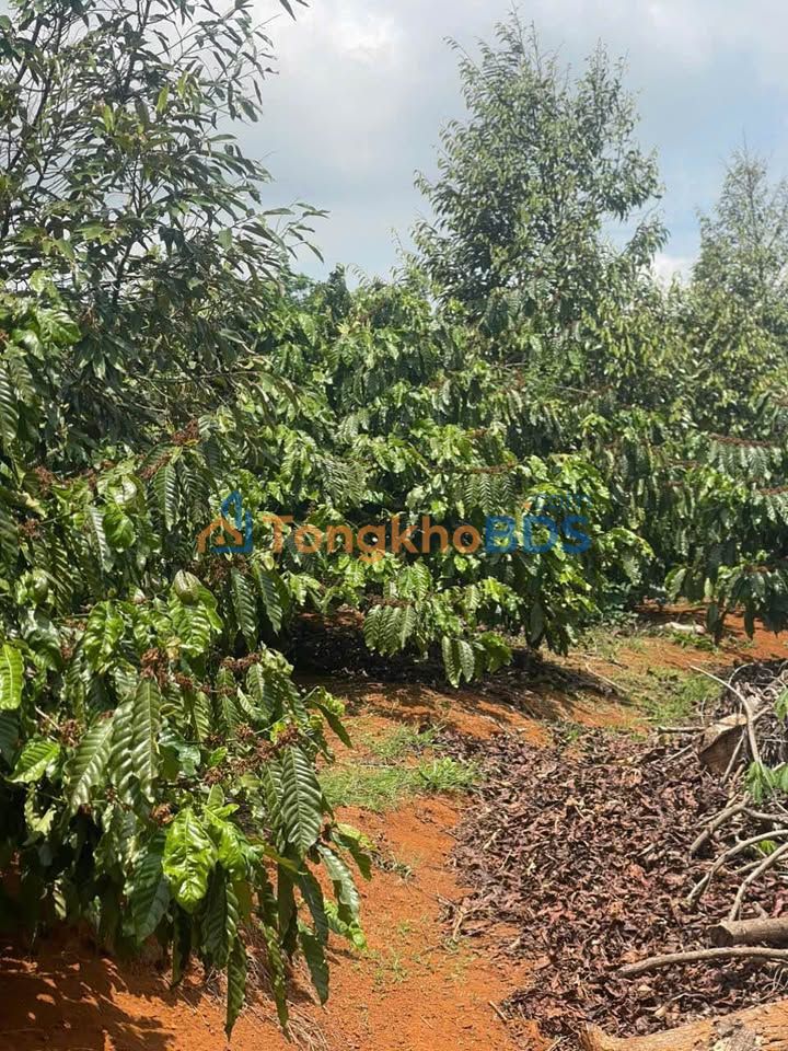 Đất Vườn Đăk Nông 6000m² Sổ Đỏ - Giá Đầu Tư 1.85 Tỷ