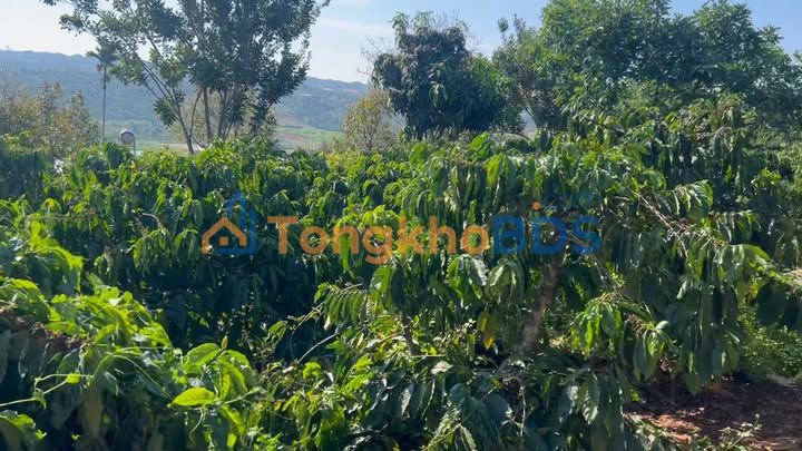 Bán Đất Vườn 3500m² Mặt Tiền Trần Quốc Toản, Di Linh - Giá 2.27 Tỷ