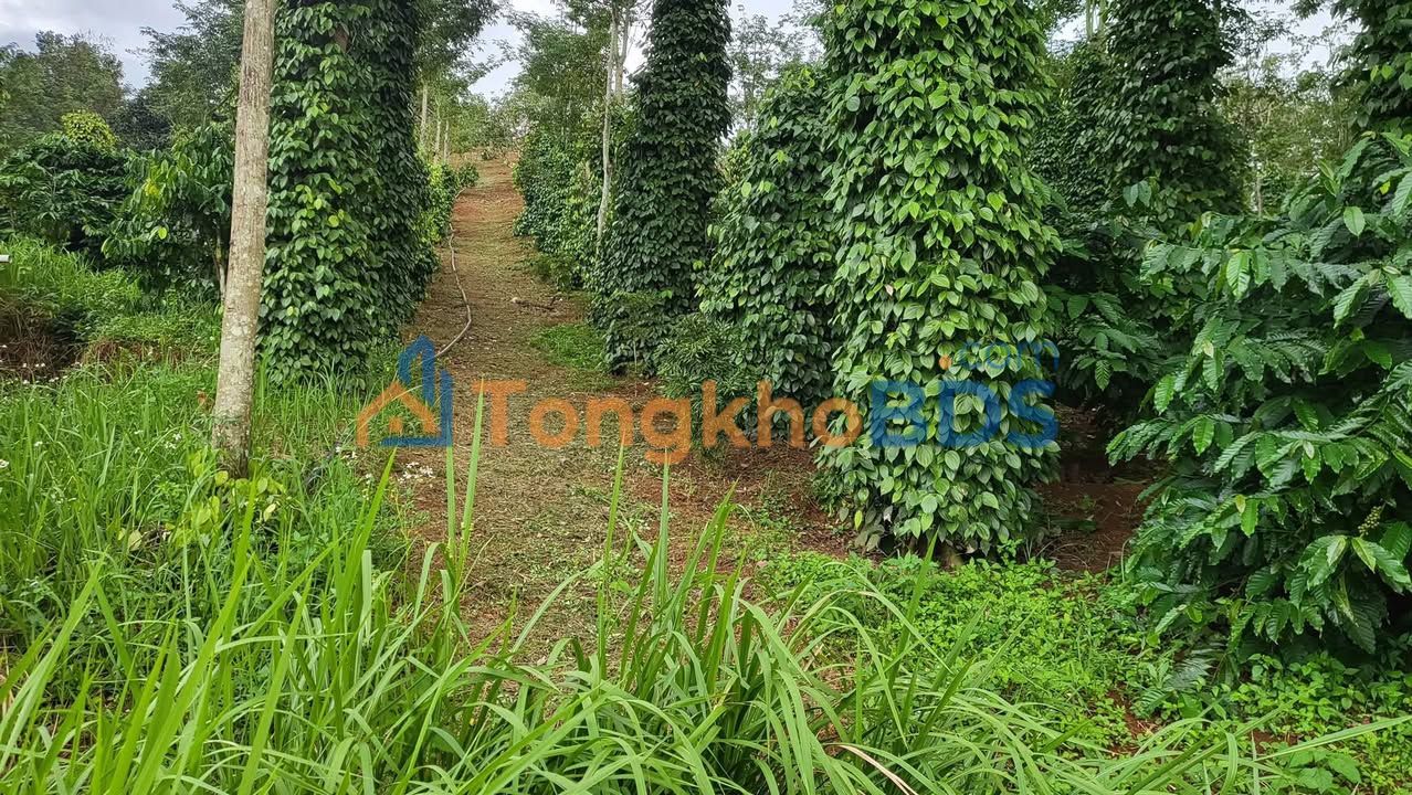 Bán Gấp Farm Cà Phê Tiêu 1.2ha Đam Rông - Giá 1.9 Tỷ