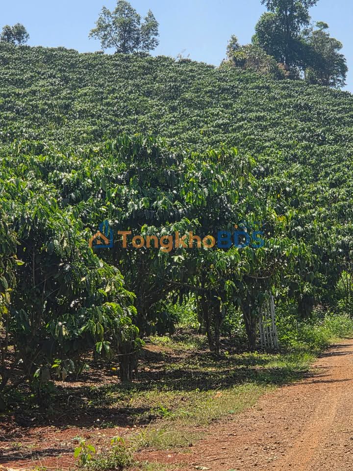 Đất Vườn 12960m² TP Bảo Lộc - Sổ Hồng Thổ Cư, Thế Đất Vàng